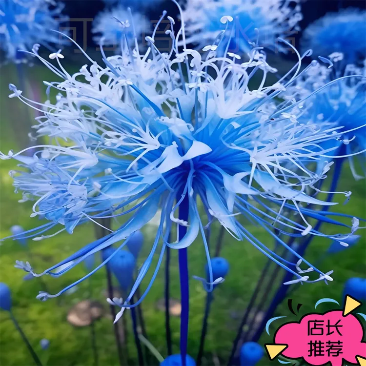 浓香四季多年生球根石蒜彼岸花种球水土培耐寒耐热花种苗曼珠沙华