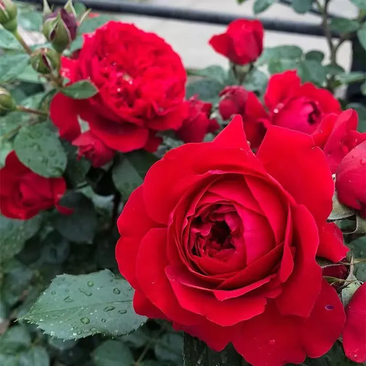 【蒂娜小苗买一送一】北方耐寒红色大花四季开花新手好养爬藤月季