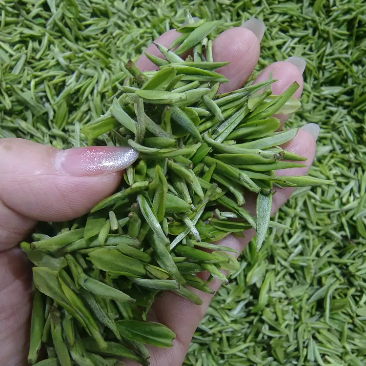 2025年江西遂川狗牯脑春茶炒青高山绿茶芽头牙尖