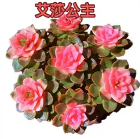 【艾莎公主】 带盆带土 15公分 喜阳少水 好养 云南发货仙人掌 包邮