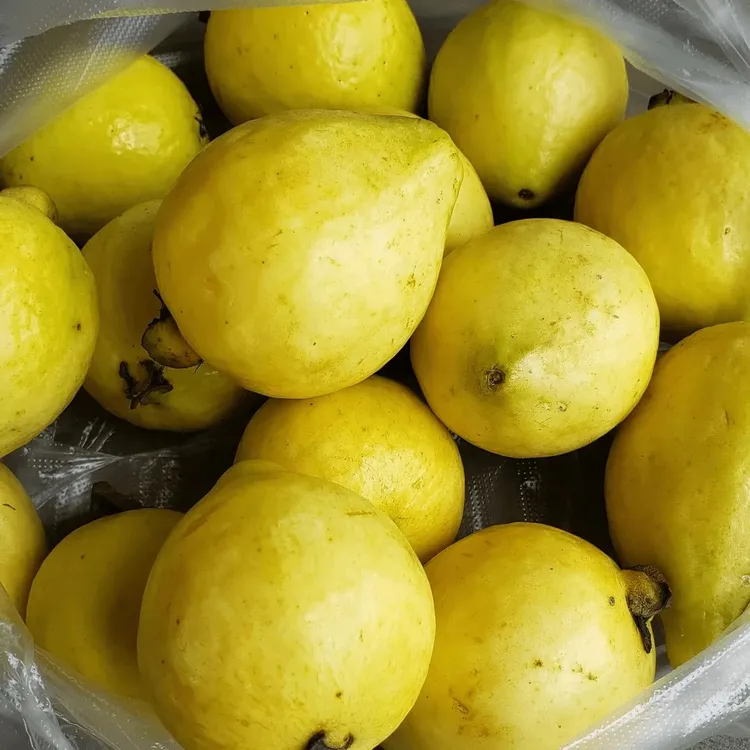 （走夷方现收）软糯香甜-野芭乐