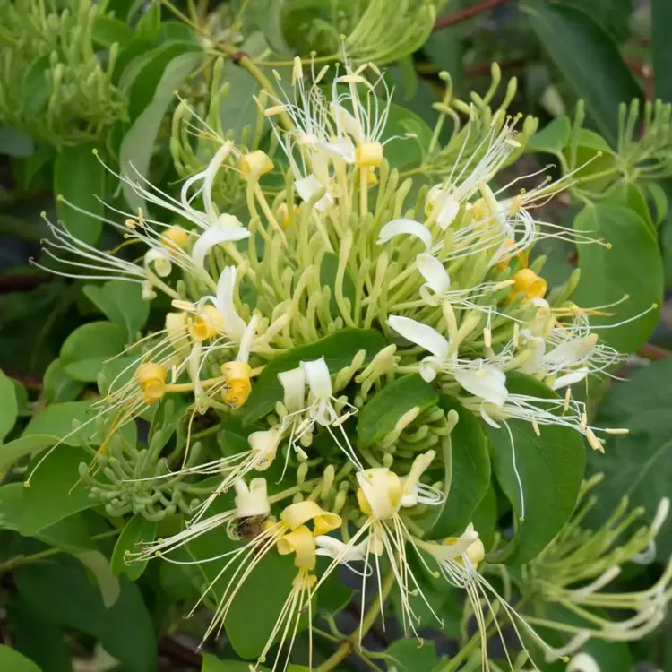 贵州本地金银花银花之乡 农家自种不熏硫磺 三伏天泡水喝 【干花】