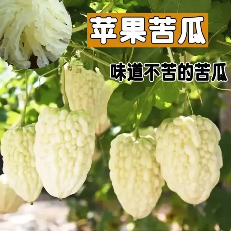 【苹果苦瓜种子】可生吃苦瓜种子脆爽家庭小院春季夏季简单种植商品图