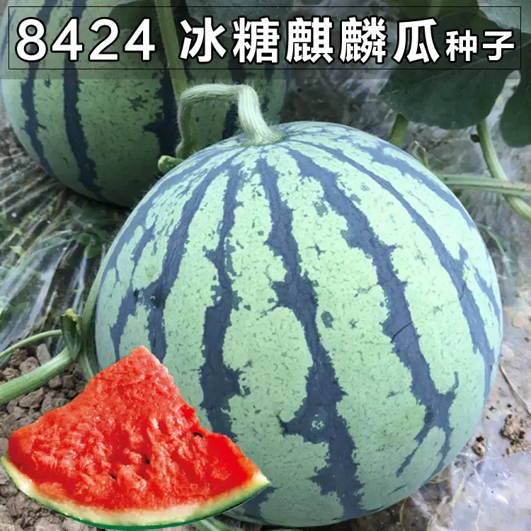 【8424麒麟西瓜种子】正品冰糖麒麟西瓜易种植家庭小院盆栽种植