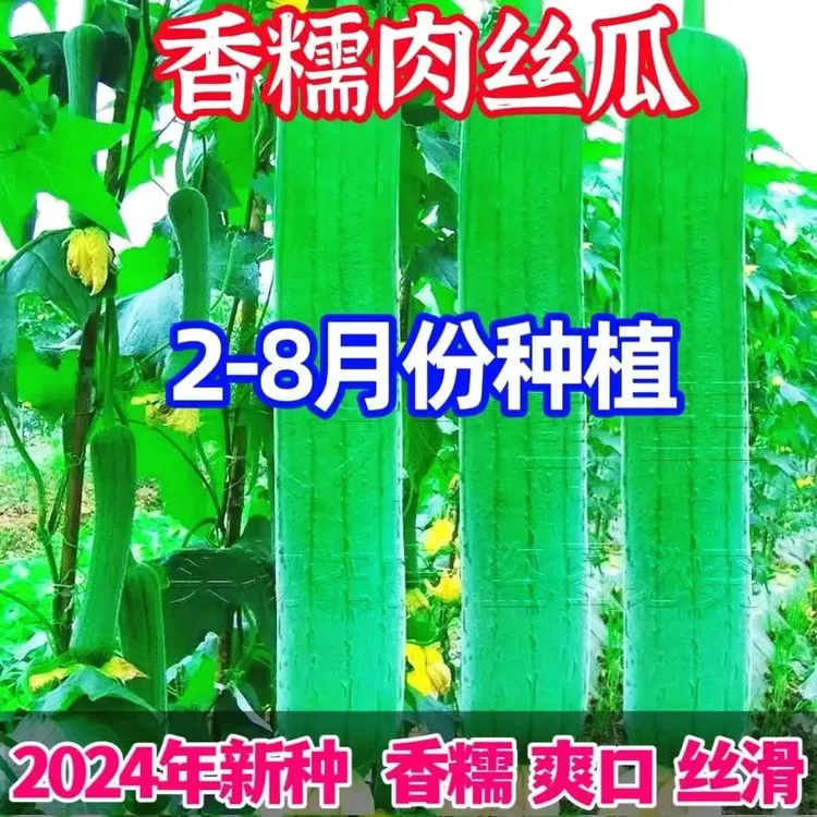 早熟嫩香肉丝瓜种子肉厚好吃四季易种易活阳台盆栽清香瓜果蔬菜籽商品图