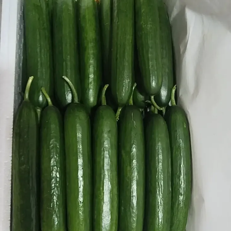 寿光水果黄瓜新鲜现摘无刺生吃脆嫩爽口当季美味
