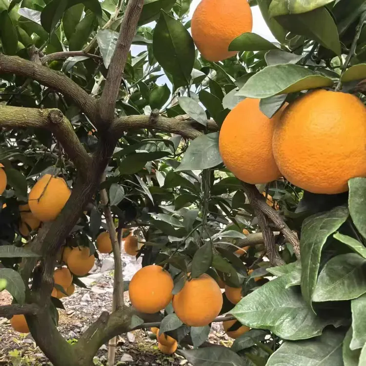 四川雷波脐橙农家甜橙子现摘新鲜水果产地直发当季手剥橙子