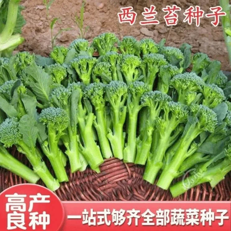 【西兰苔种子】菜苔种子蔬菜种子油菜芯籽四季种植盆栽YY商品图