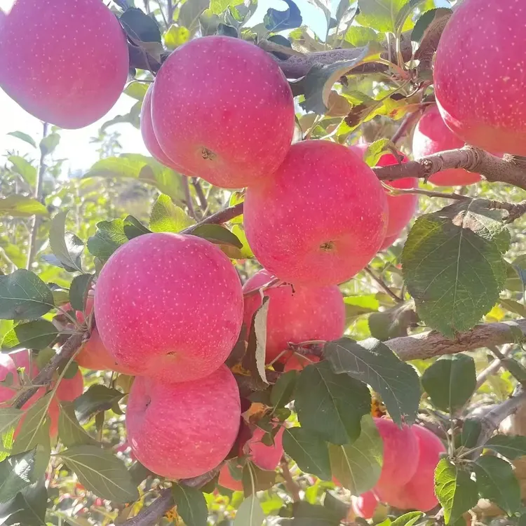 甘肃静宁当季红富士苹果正宗新鲜苹果新鲜脆甜多汁产地直发水果