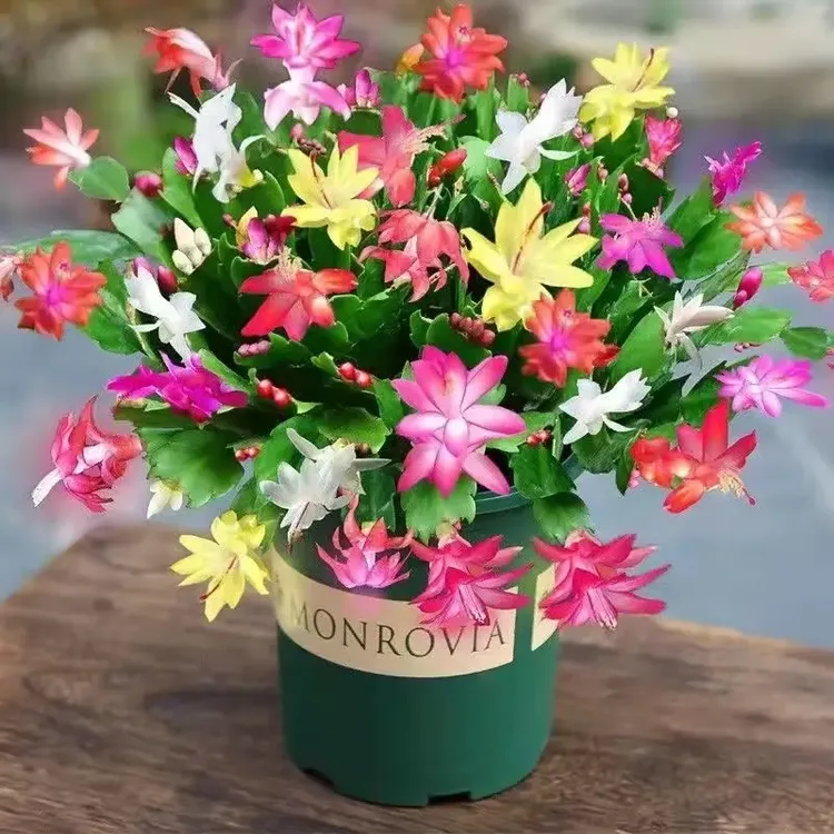 多色蟹爪兰带花苞花苗盆栽大苗好养耐活四季开花带花苞卉清仓处理