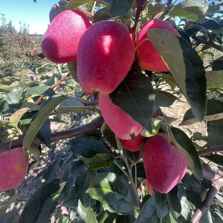 东北鸡心果当季新鲜水果脆甜多汁