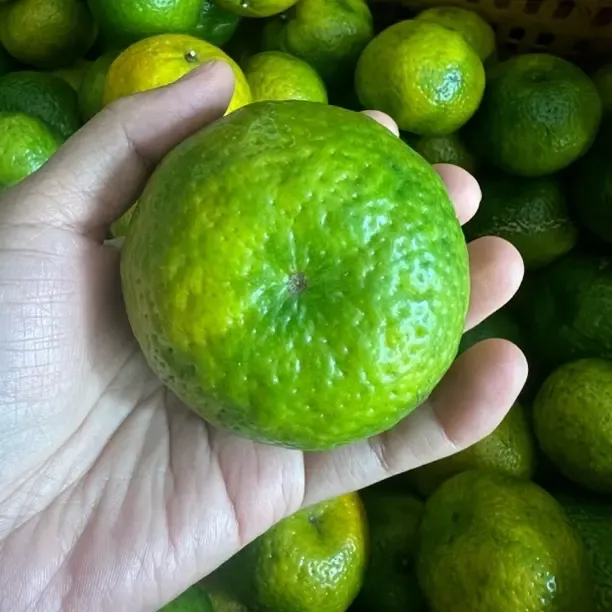 2025年天马产区二红茶枝陈皮原料