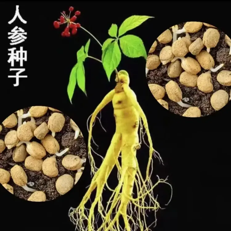 基地直销人参种子长白山爆款 人工种植阳台小院地栽商品图