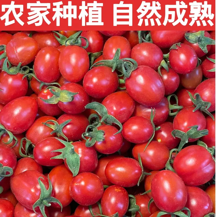 【露天小番茄】云南高原爆汁浓郁脆皮小番茄酸甜非圣女果千禧低脂