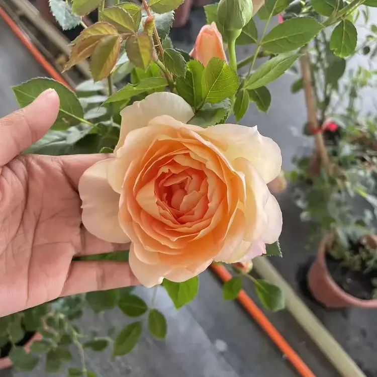 夏洛特夫人多季开花月季带花苞植物盆栽大花浓香适合阳台庭院中苗