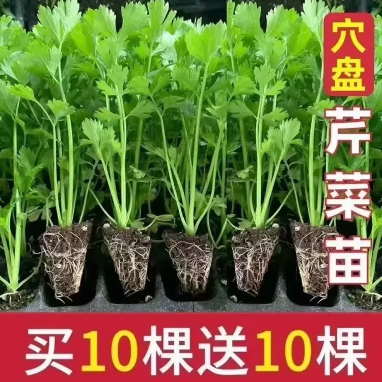 带土皇后西芹菜苗香芹西芹秧苗高产盆栽阳台基地直发四季蔬菜苗