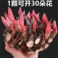 【特价】芍药球根带芽芍药花卉易活室内外盆栽阳台四季开花浓香型