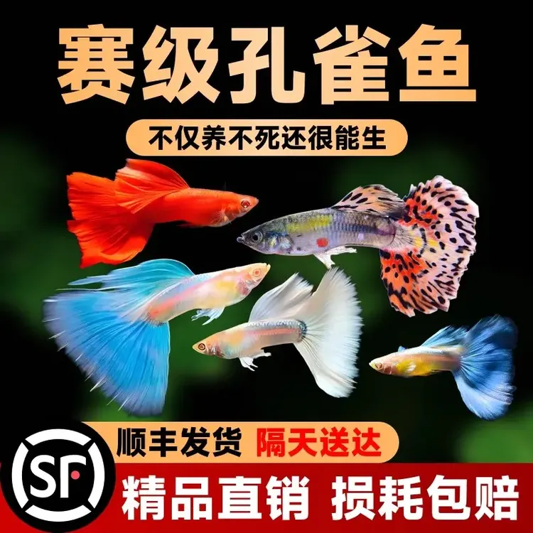 孔雀鱼活鱼斑马小型凤尾鱼苗观赏鱼小鱼金鱼热带淡水好养耐活顺丰