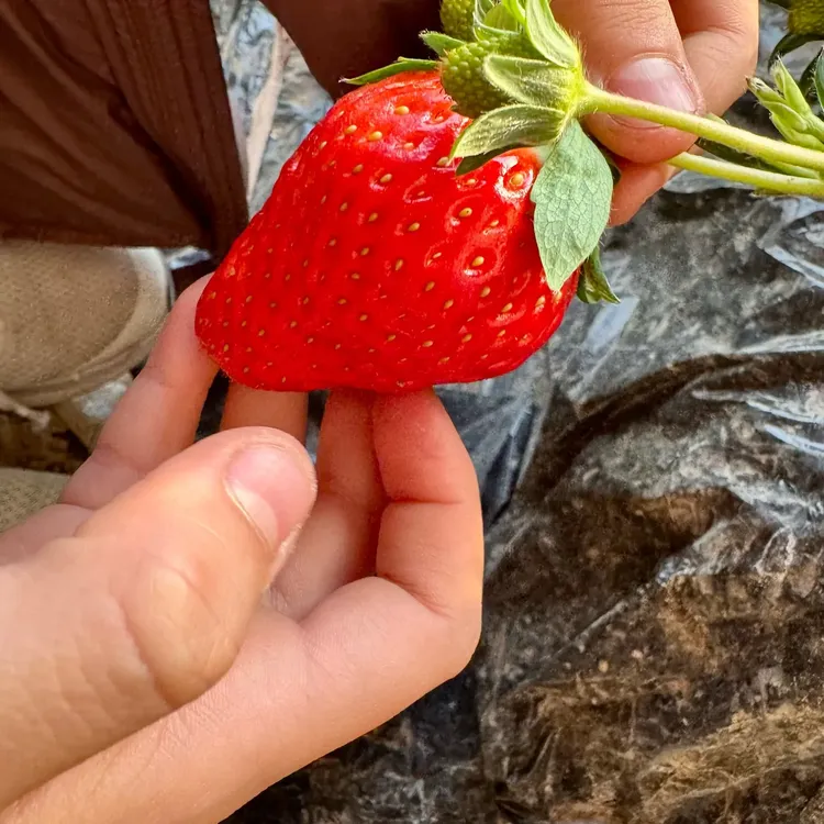 头茬草莓新鲜采摘顺丰速运