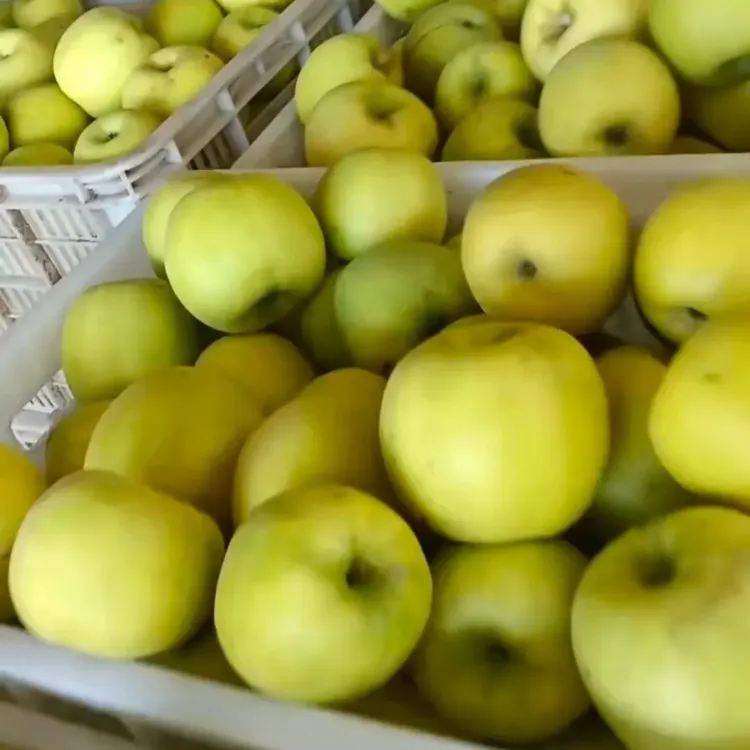 洛川瑞雪二级果微瑕疵介意勿拍
