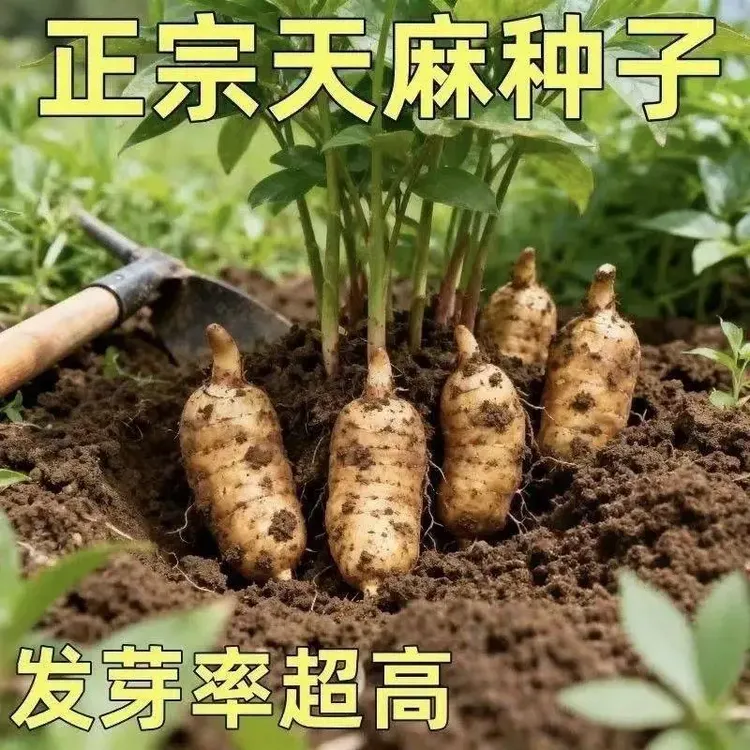 【正宗天麻籽】新鲜天然天麻种子四季种植天麻种子阳台种植正品天麻商品图