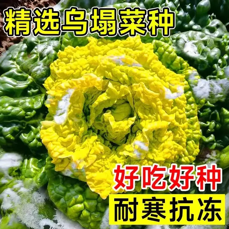 【黄心乌塌菜种子】正品耐寒黄心乌雪地金花耐寒秋冬季农家蔬菜种籽