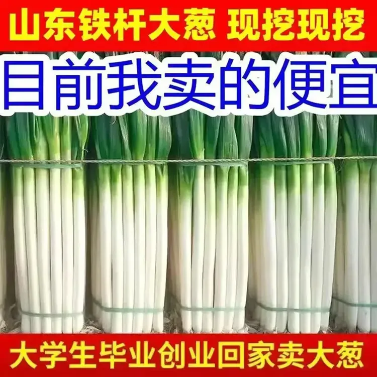 山东新鲜铁杆大葱现挖现发甜脆多汁蔬菜产地直发