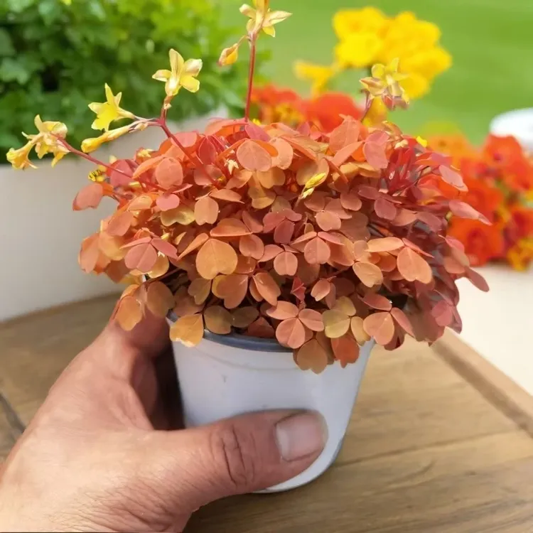黄花小红枫熔岩酢浆草多年生植物阳台盆栽花卉办公室桌面绿植