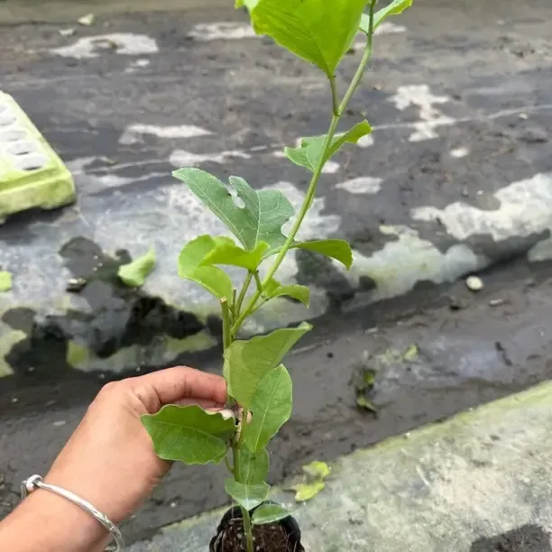 黄金百香果一年四季都可以种植