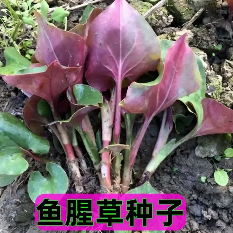 【鱼腥草种子】折耳根种子种苗高产好吃易种阳台盆栽四季播云贵川D商品图