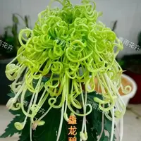 【盘龙碧玉】大花富贵菊 九月大菊盆栽开花好看