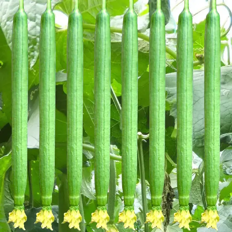 特长丝瓜种子可作观赏家庭小院温室大棚种植蔬菜瓜果简单播种春季