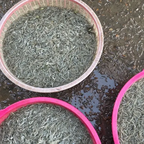东北冷水江虾顺丰包邮