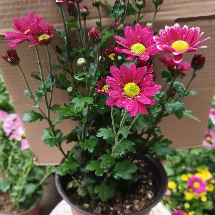 九月菊小雏菊多年生耐寒植物带花带花苞室内外观赏好养可做鲜切花