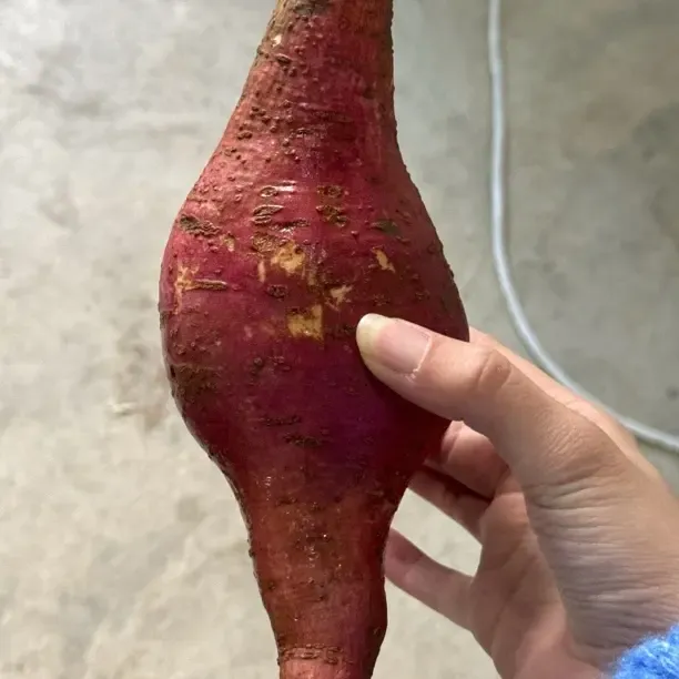 崇明红薯 新鲜现挖香甜软糯蜜薯口感细腻的健康粗粮