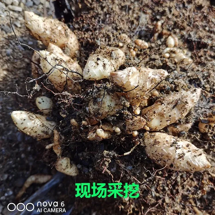 天麻种子天麻种植苗现挖发货云南昭通小草坝新鲜乌天麻苗种地盆栽