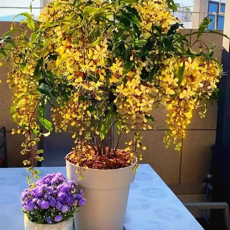 【新客福利】垂丝茉莉花苗四季开花室内阳台盆栽浓香垂枝爆花神器