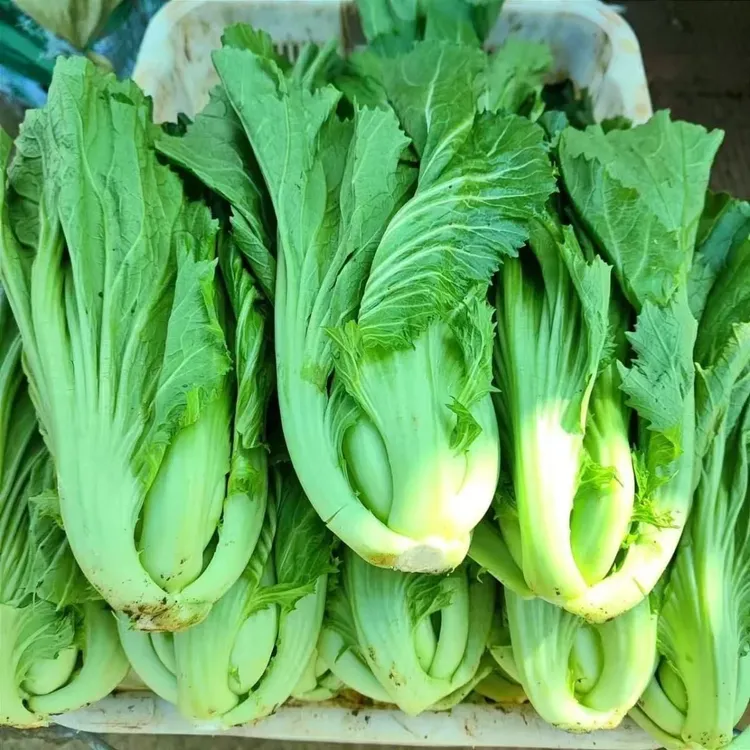 新鲜蔬菜芥菜大叶青菜包心芥菜盖菜可腌制酸菜泡菜大叶宽绑菜