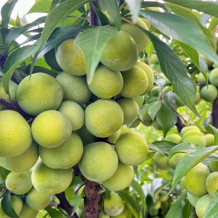 蜂糖李子树苗嫁接特大晚熟脱骨青脆李子果树苗南北方种植果树苗商品图