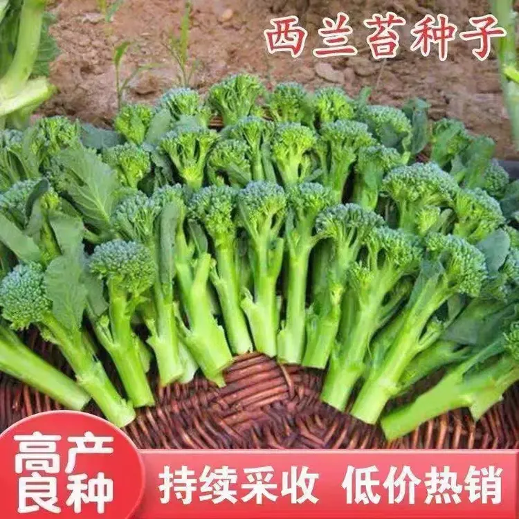 西兰苔种子 西洋芥兰种籽小西蓝花芥蓝菜苔菜心四季蔬菜高产商品图