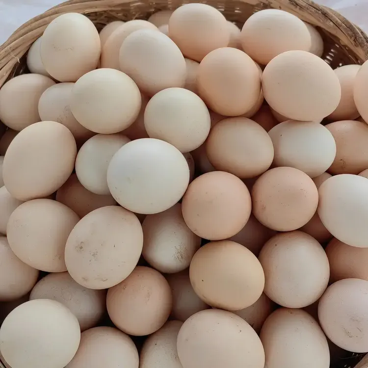 50枚大号土鸡蛋农家散养散放新鲜土鸡蛋粉壳现捡现发土鸡蛋10枚