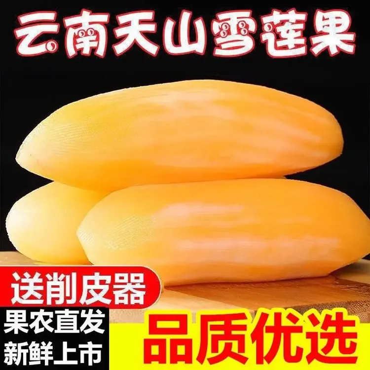 现挖现发正宗云南天山雪莲果新鲜水果当季现挖脆甜红心雪连果时令