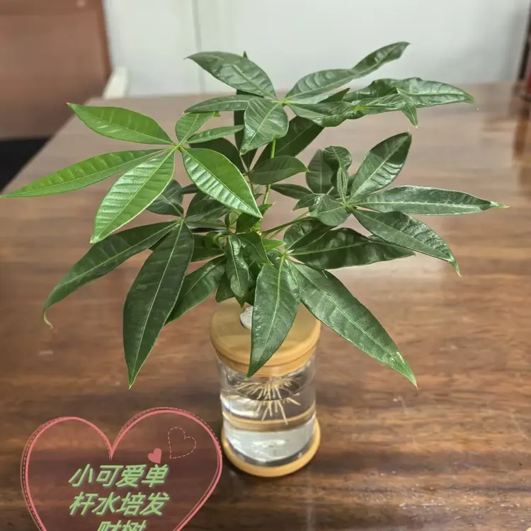 水培独杆发财树小可爱，室内绿植耐旱好养四季常绿桌面盆栽