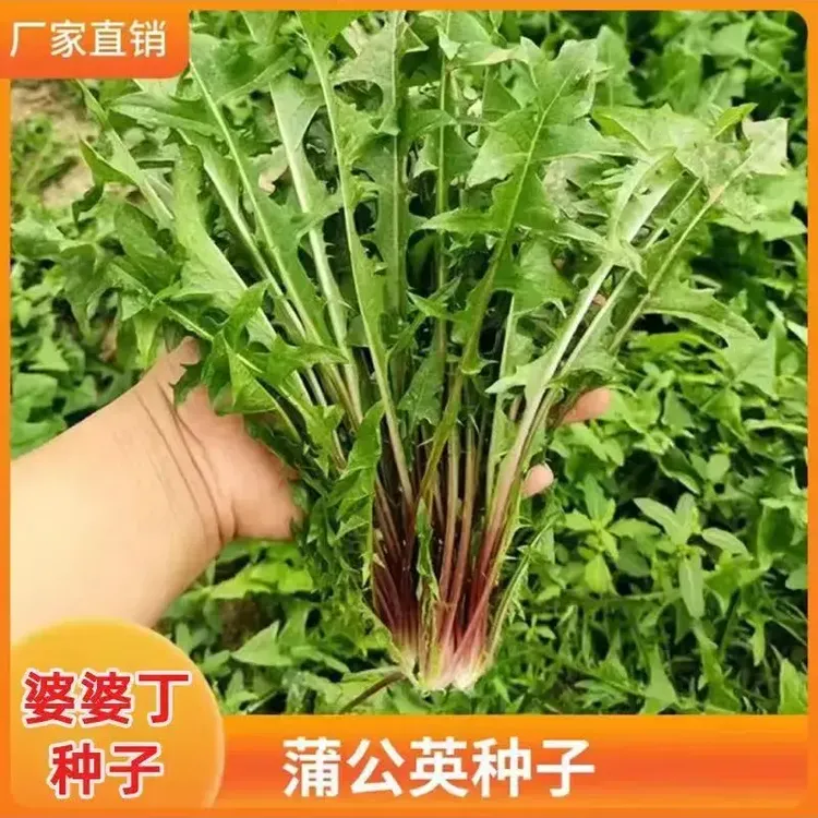 蒲公英种子婆婆丁种子野菜种子多年生阳台小院播种露地商品图