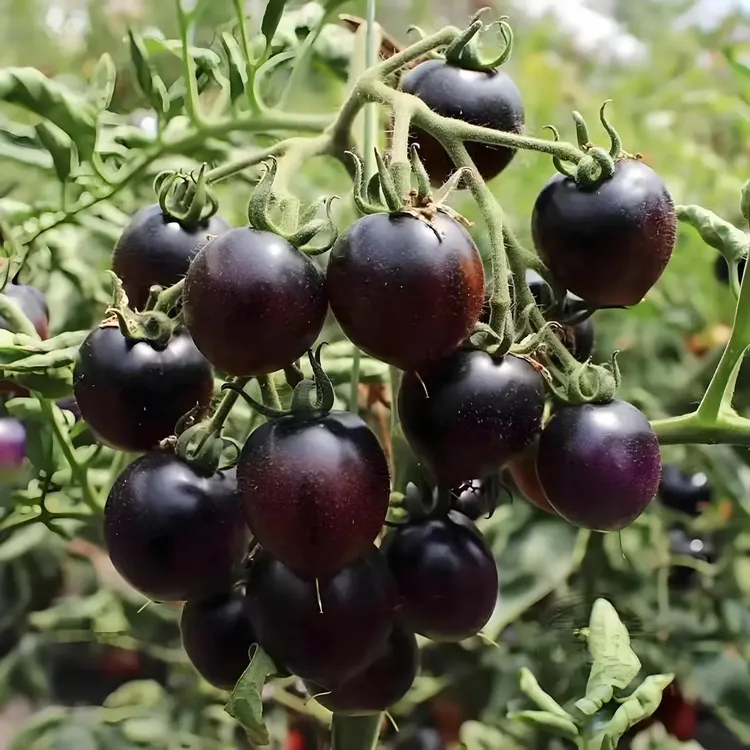 【蓝莓番茄种子】黑番茄家庭种植四季阳台盆栽易种易活商品图