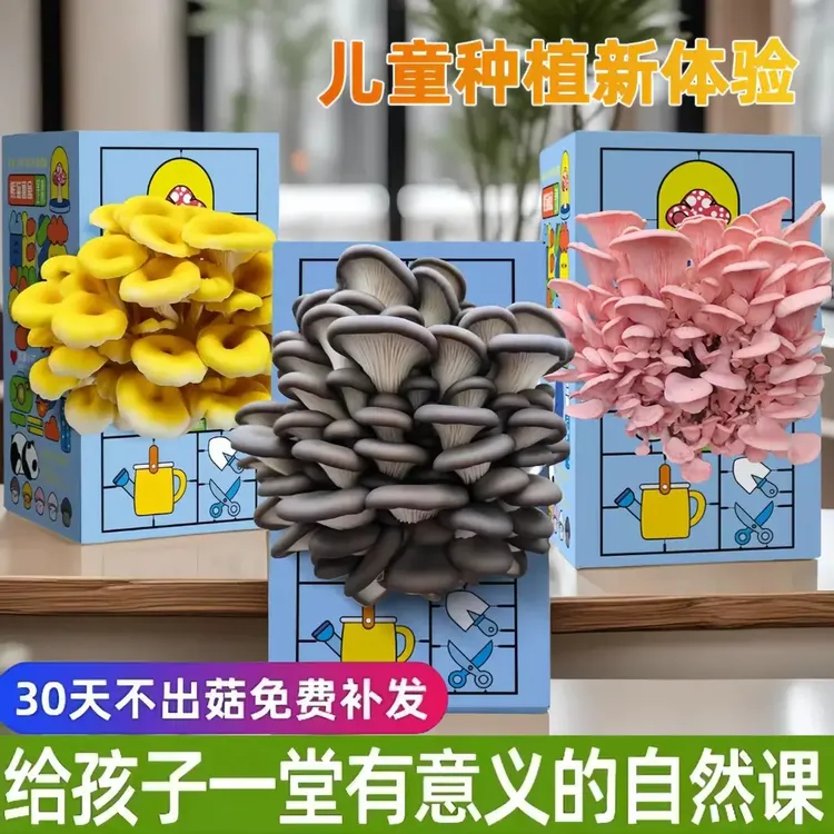 【种不出免费补】蘑菇种植菌包平菇盒家庭室内种植蘑菇科学小实验