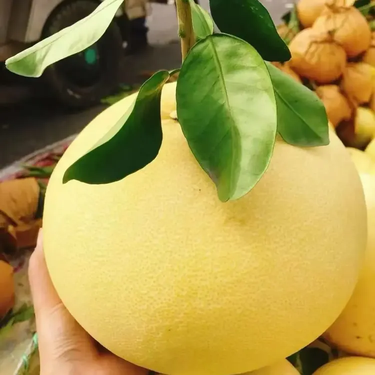 玉环正宗文旦自然成熟果香浓郁汁水充足当季新鲜水果新鲜采摘