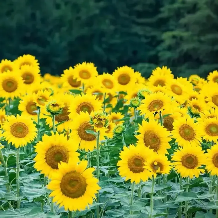 多头向日葵种孑迷你四季开花夏季耐热庭院阳台观赏盆栽多年生四季商品图