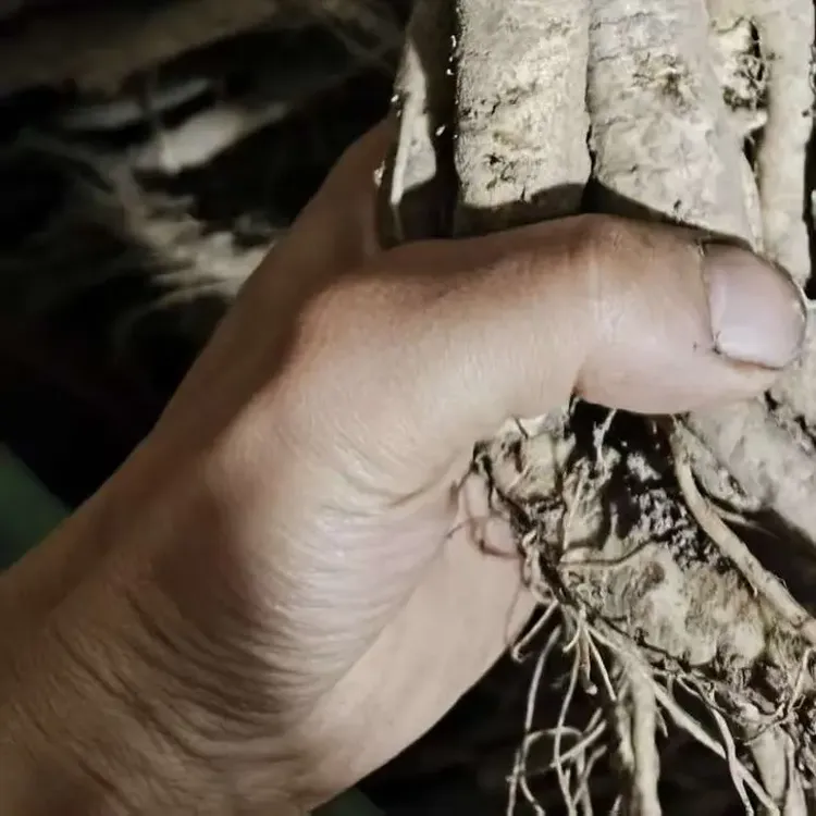 甘肃原产地种植白条党参（鲜货）