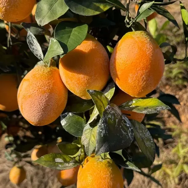 正宗赣南龙勾石灰橙新鲜多汁应季水果现摘现发酸甜爆汁孕妇可吃